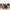 Danu_1325x1325 danu