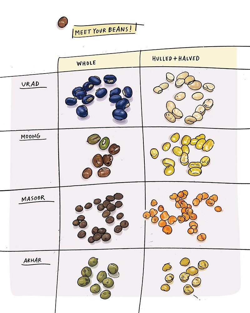 illustration of types of beans from heartland masala